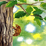 �I���W�i���G�{�@�E�B�b�V���O�u�b�N�@�J�u�g���V�iBeetle�j