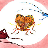 �I���W�i���G�{�@�E�B�b�V���O�u�b�N�@�J�u�g���V�iBeetle�j