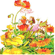 �I���W�i���G�{�@�E�B�b�V���O�u�b�N�@�d���iFAIRY�j